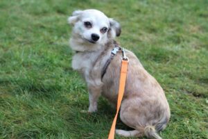 Lentilka z Kamenice n. L.