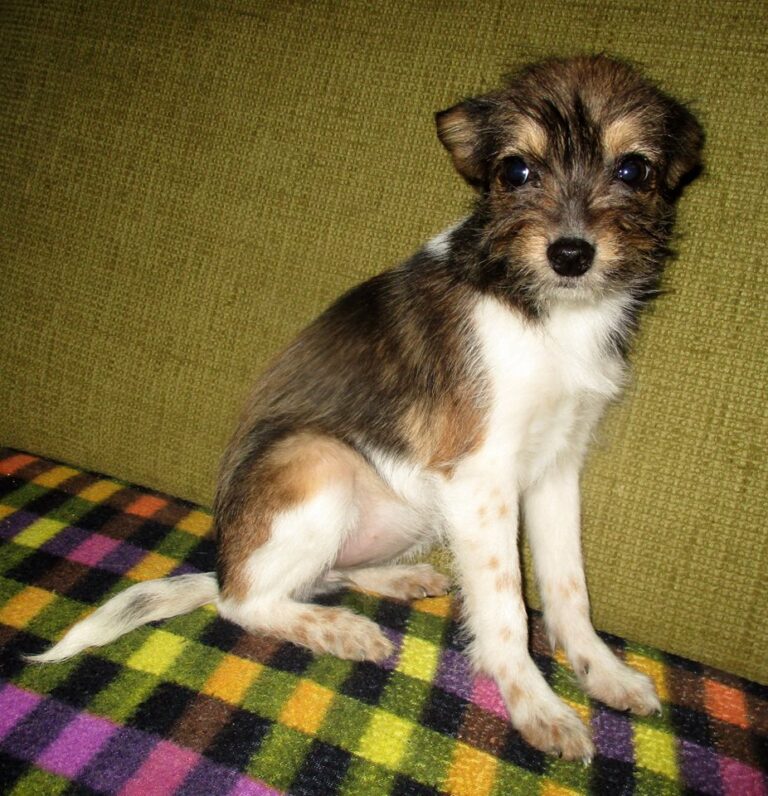 Tysha