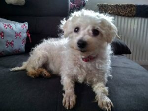 Maruška z Kamenice n. L.