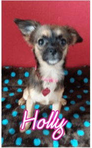 Holly z Kamenice n. L.