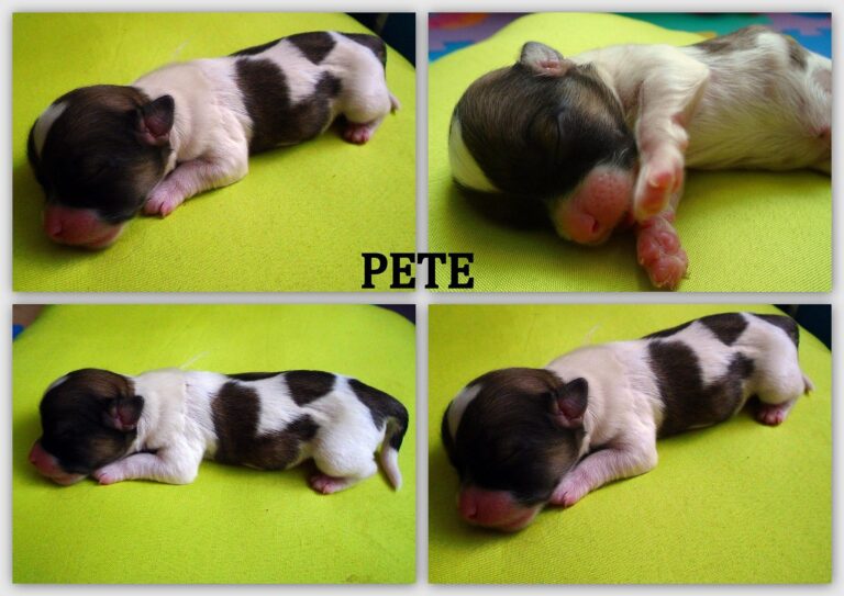 Pete