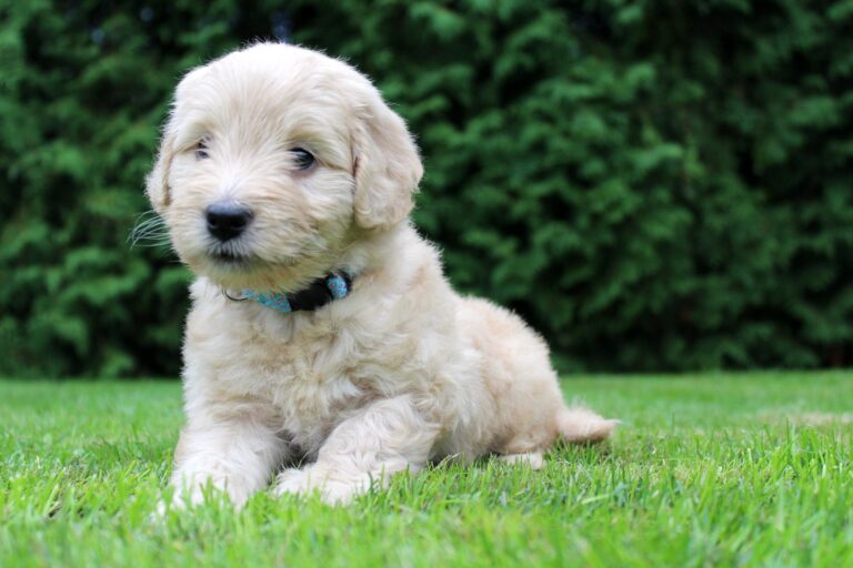 Charlie