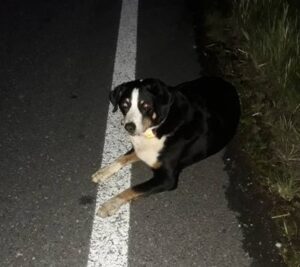 Elvíra – nalezenec