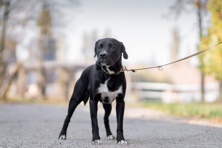 Dag