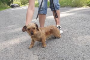 Odchycená fena – Košetice