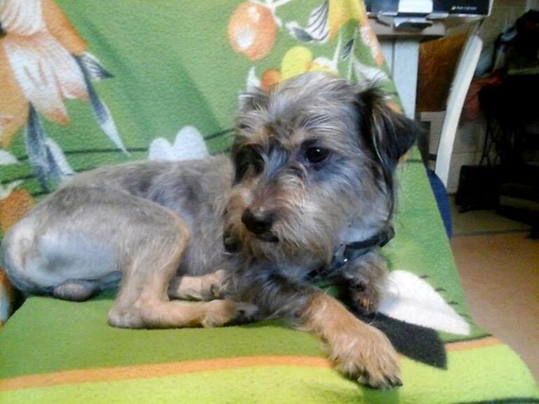 Benji