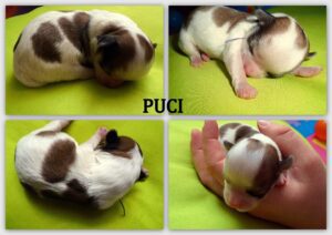 Puci
