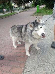 Nalezená fena Sibiřského huskyho – vrácena majitelce