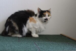 Rozárka