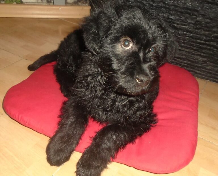 Peggy