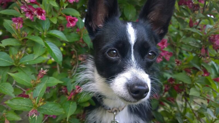 Sophie (Žofka)