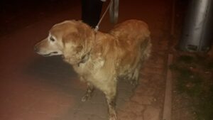 Kikina – nalezenec