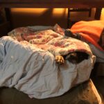 Pozdravy z nového domova: