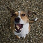 Pozdravy z nového domova: