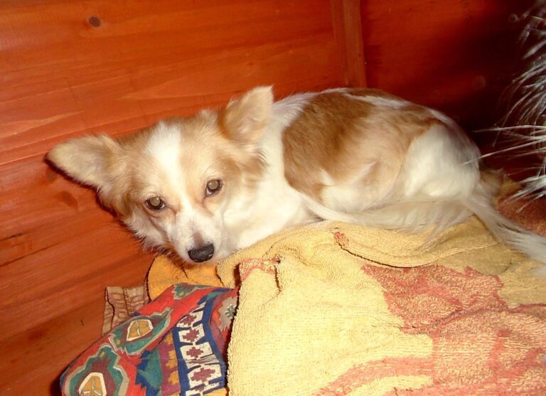 Pepina