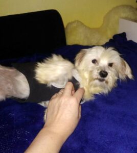 Elí z Kamenice n. L.