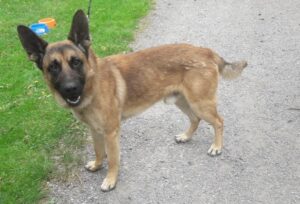 Odchycený pes – Ostrovec