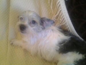 Shag z Kamenice n. L.