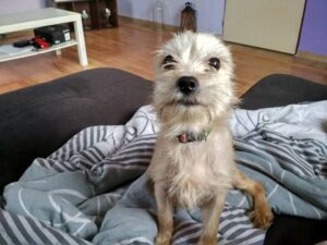 Verunka z Kamenice n. L.