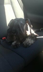 Přijatý pes – vrácen majitelům