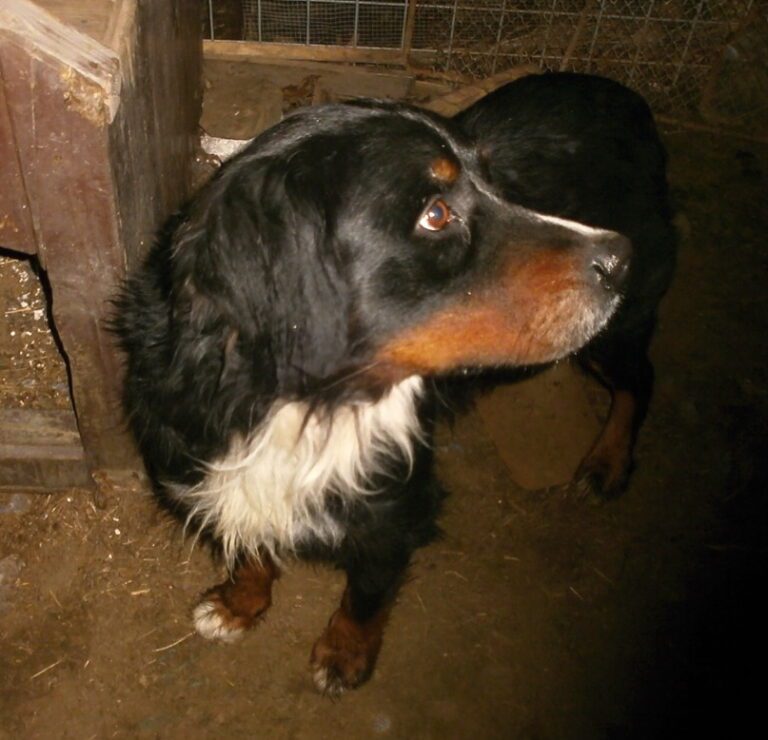 Diego – nalezený