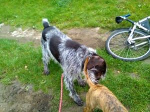 Nalezený pes s tetováním