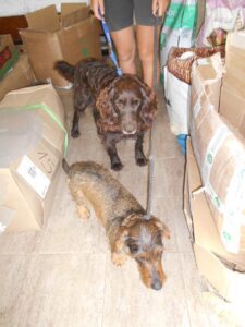 Dvě lovecké fenky s tetováním málem zajety autem