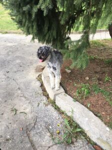 Bertík – nalezenec