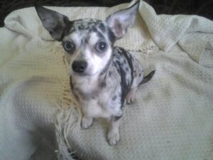 Flek z Kamenice n. L.