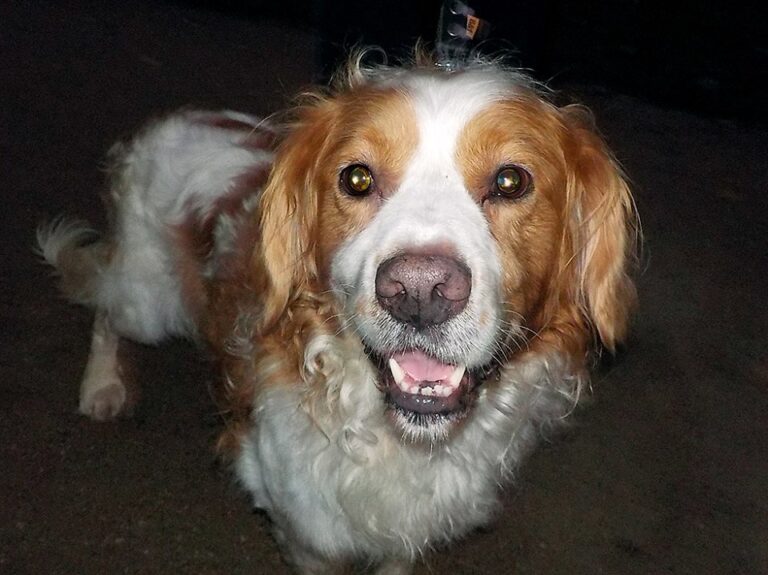 Jasper