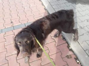 Nalezený pes – Pelhřimov