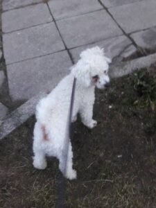 Nalezený pes – Pelhřimov