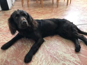 Odchycená fena – Pelhřimov