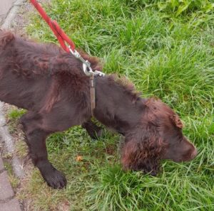 Nalezená fena – Zachotín