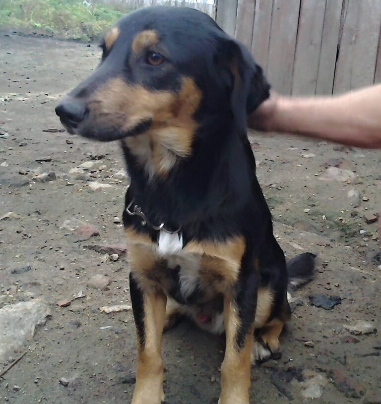 Alík