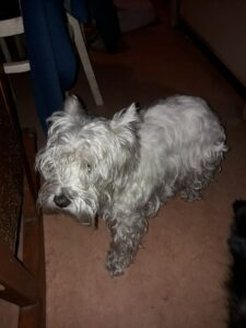 Nalezená westička – vrácena majiteli