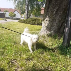 Nalezený pes – Batelov