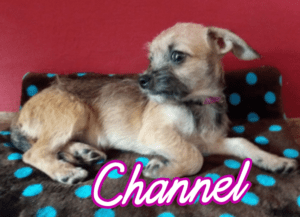 Channel z Kamenice n. L.