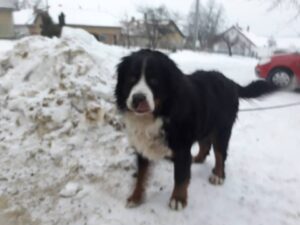 Berný – nalezenec