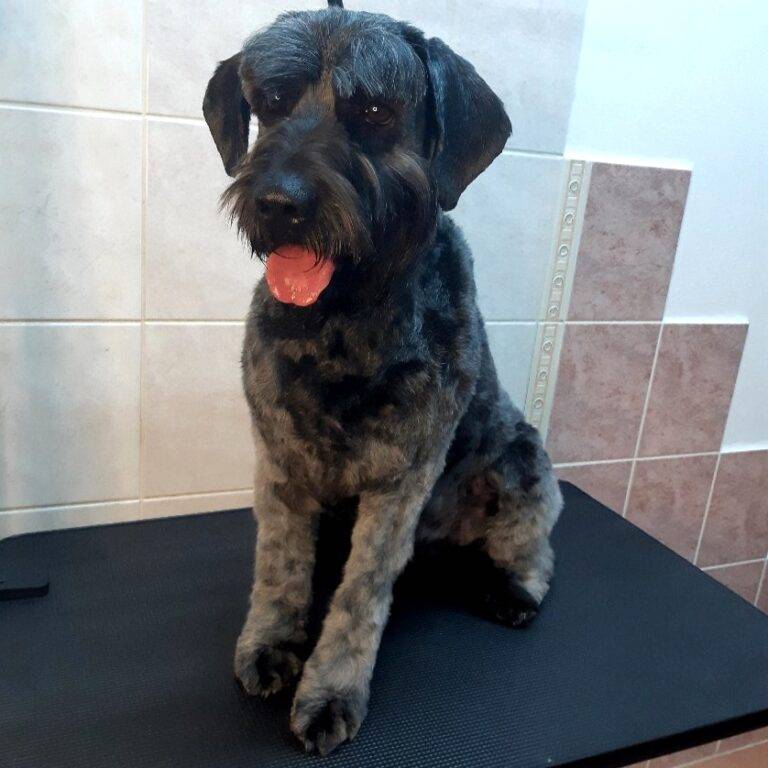 Beník