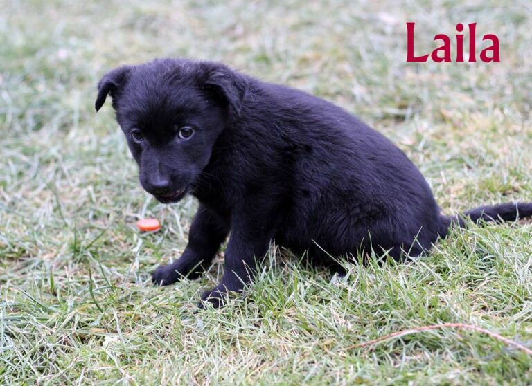 Laila