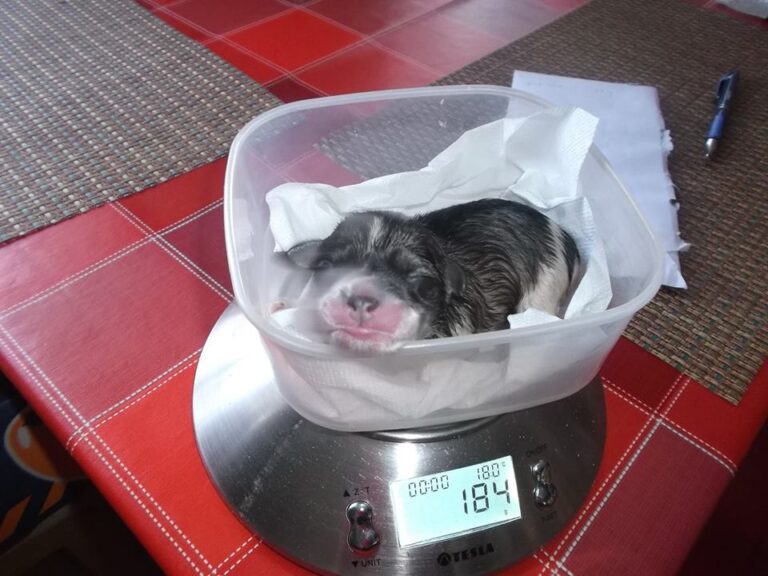 Dobby