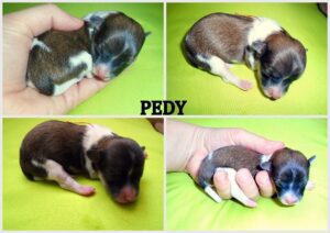Pedy