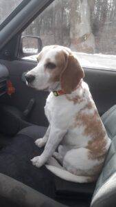 Odchycený pes – vrácen majiteli