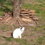 Pozdravy z nového domova: