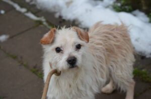 Filipes z Kamenice n. L.