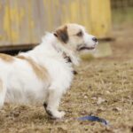 Pozdravy z nového domova: