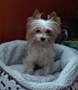 Piškvorka z Kamenice n. L.