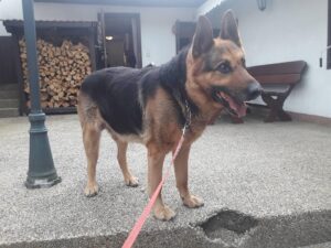 Nalezený NO – vrácen majiteli