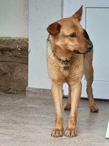 Nalezený pes – Cetoraz